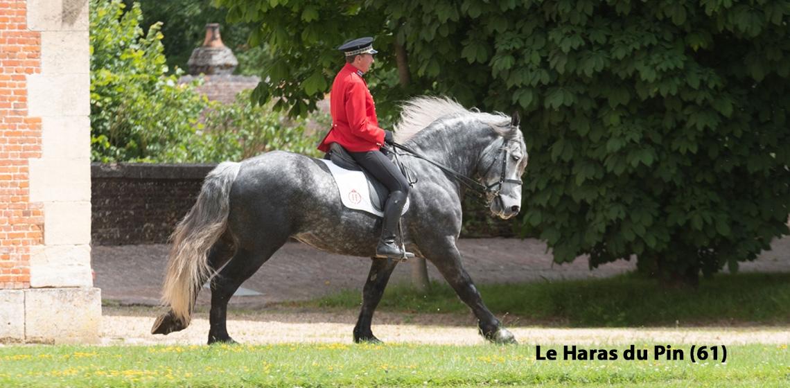 Le haras du pin