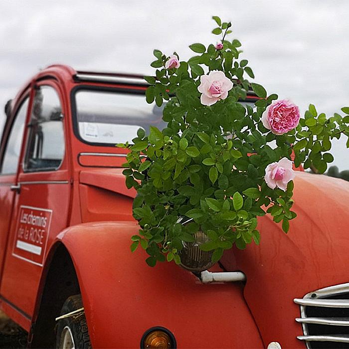 Rose passion citroen lfv 2019 1