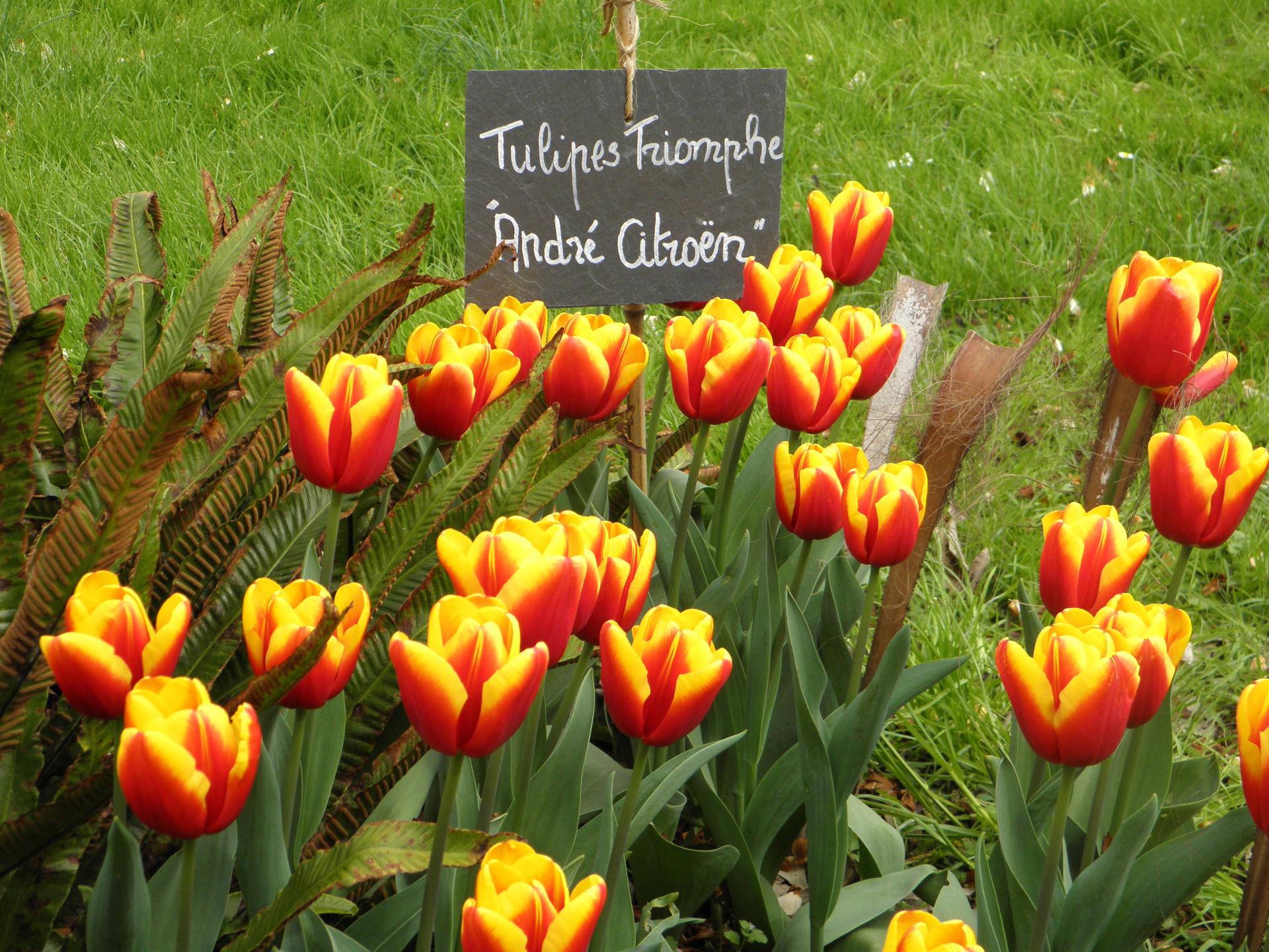 Tulipes André Citroën